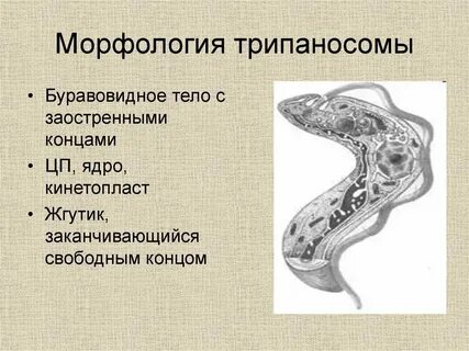 Кинетосома это