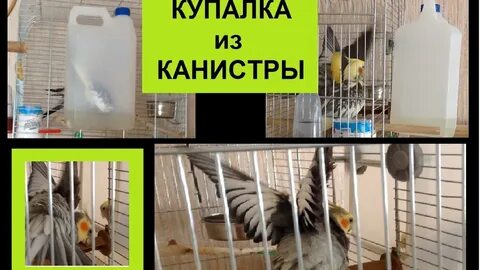 Купалка для кореллы