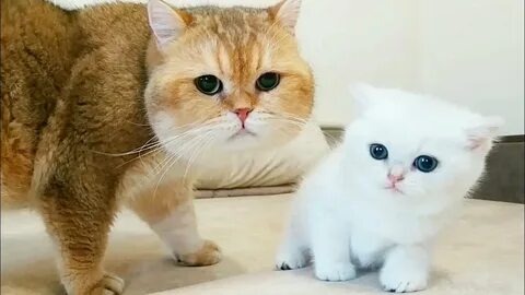 Кот вильям