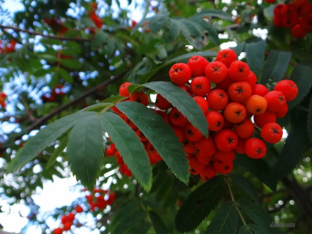 Рябина двуцветная (Sorbus). Рябина обыкновенная Цветущая. Рябина обыкновенная многоствольная. Рябина обыкновенная цветение. Ярко красная рябина