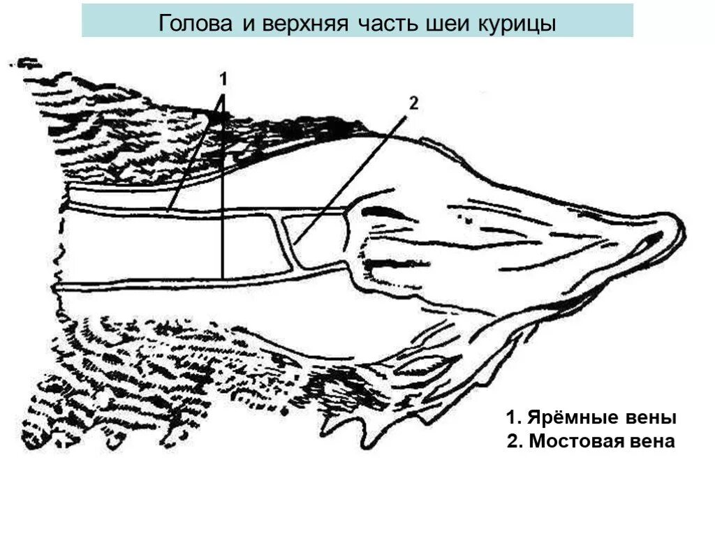 Яремная Вена у свиньи забой.