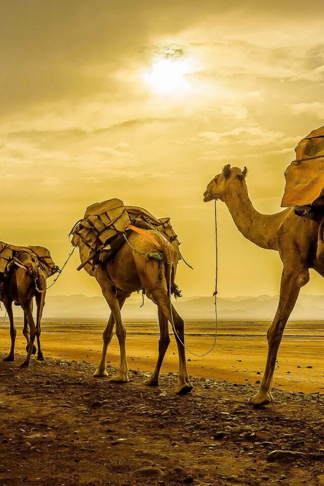 Караван караванный. Верблюды Караван. Караван верблюдов. Верблюд в пустыне. Верблюд Караван пустыни.