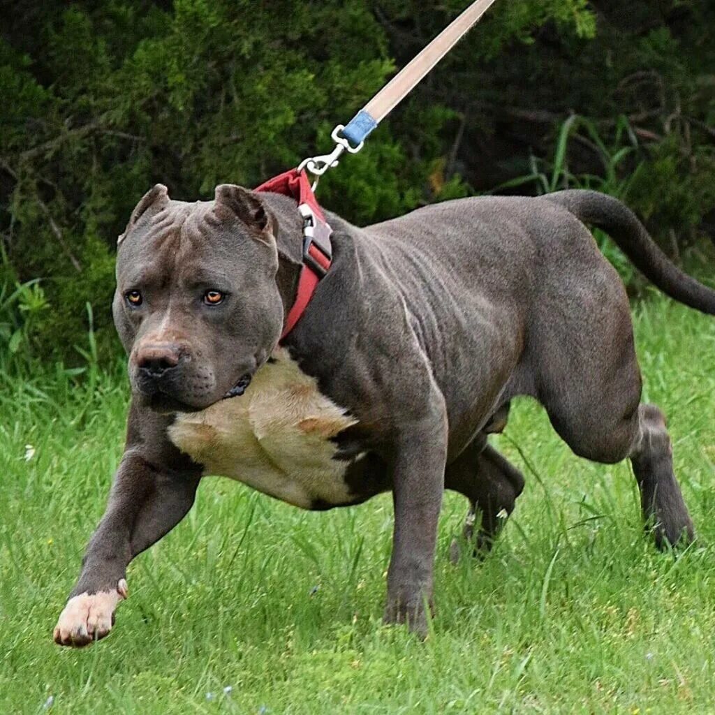 Кане корсо корсо. Кане корсо щенок. Корсар питбуль. Кане корсо собака. Американский пидбультерье.