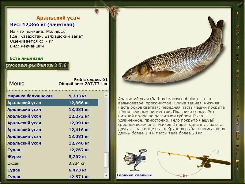 Русская рыбалка Аральский усач. Аральский усач рыба. На что ловить усача. На чем ловить усача.