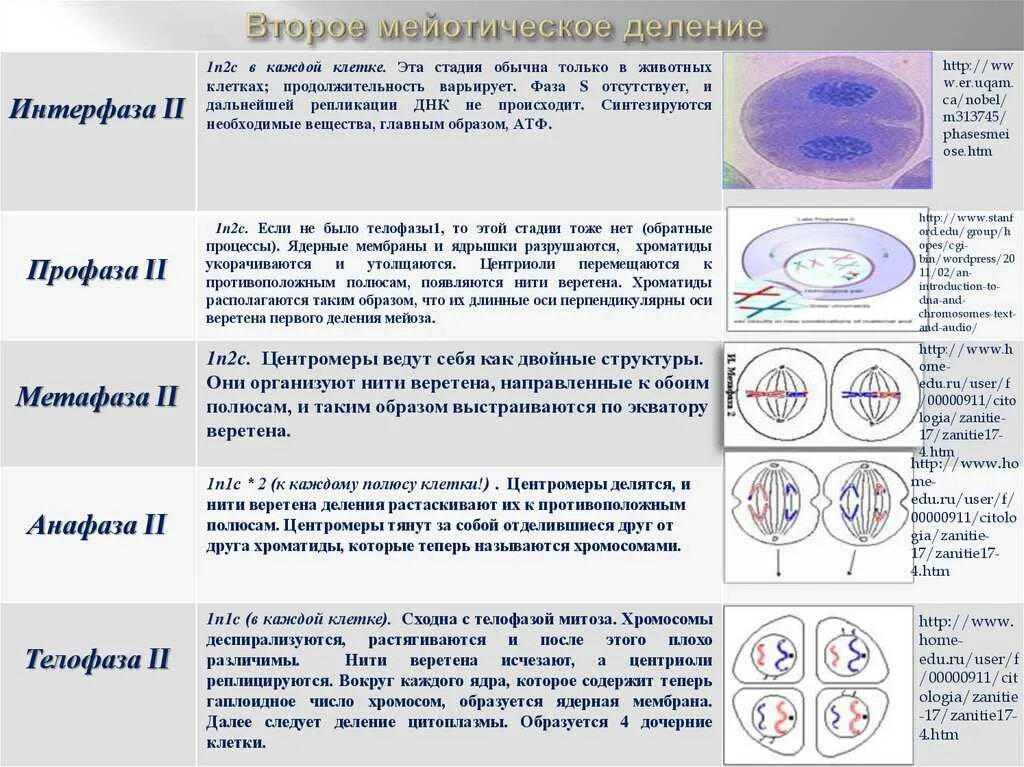 Фазы мейоза 10 класс. Фазы мейоза таблица 1 деление 2 деление. митоз 2 фазы таблица. фазы мейоза 1 и 2 и митоза таблица. мейоз фазы и процессы таблица.