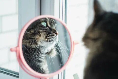 Память у кошек