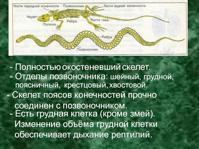 Хвостовой отдел пресмыкающихся. Скелет змеи. Скелет пресмыкающихся. Строение конечностей змей. Скелет змеи строение.