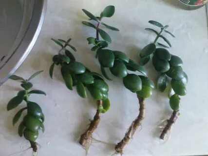 Денежное дерево корень в воде