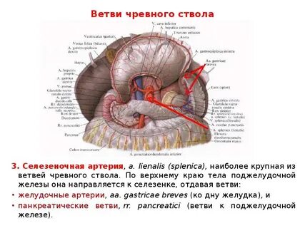 Печеночная артерия отходит