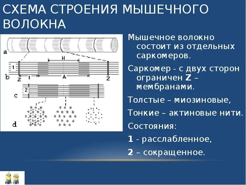 Схема мышечного волокна. Мышечное волокно саркомер. Строение мышечного волокн. Структура мышцы мышечного волокна. Мембрана мышечного волокна