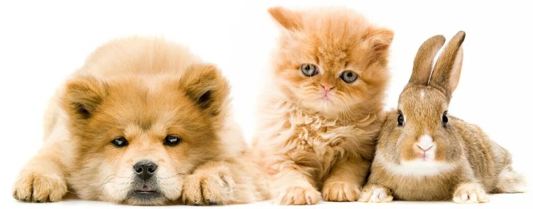 милые кролики. сиамская собака. кролик и собака. собачки и кошечки. кошка собака кролик.