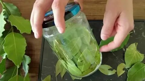 Лавровый лист от выпадения