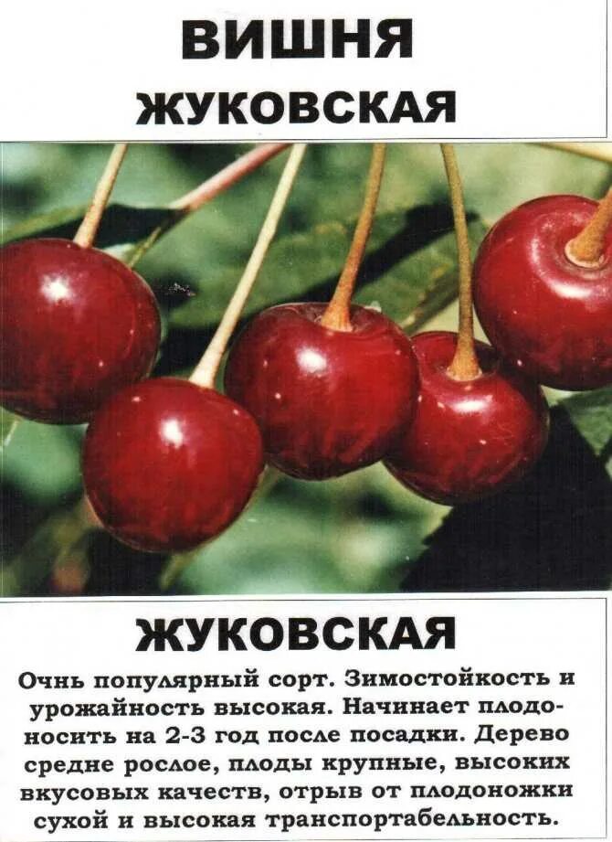 Вишня сорт жуковская отзывы. Вишня обыкновенная жуковская. вишня сорт жуковская. вишня жуковская (с7,5/с10). вишня гриот белорусский.