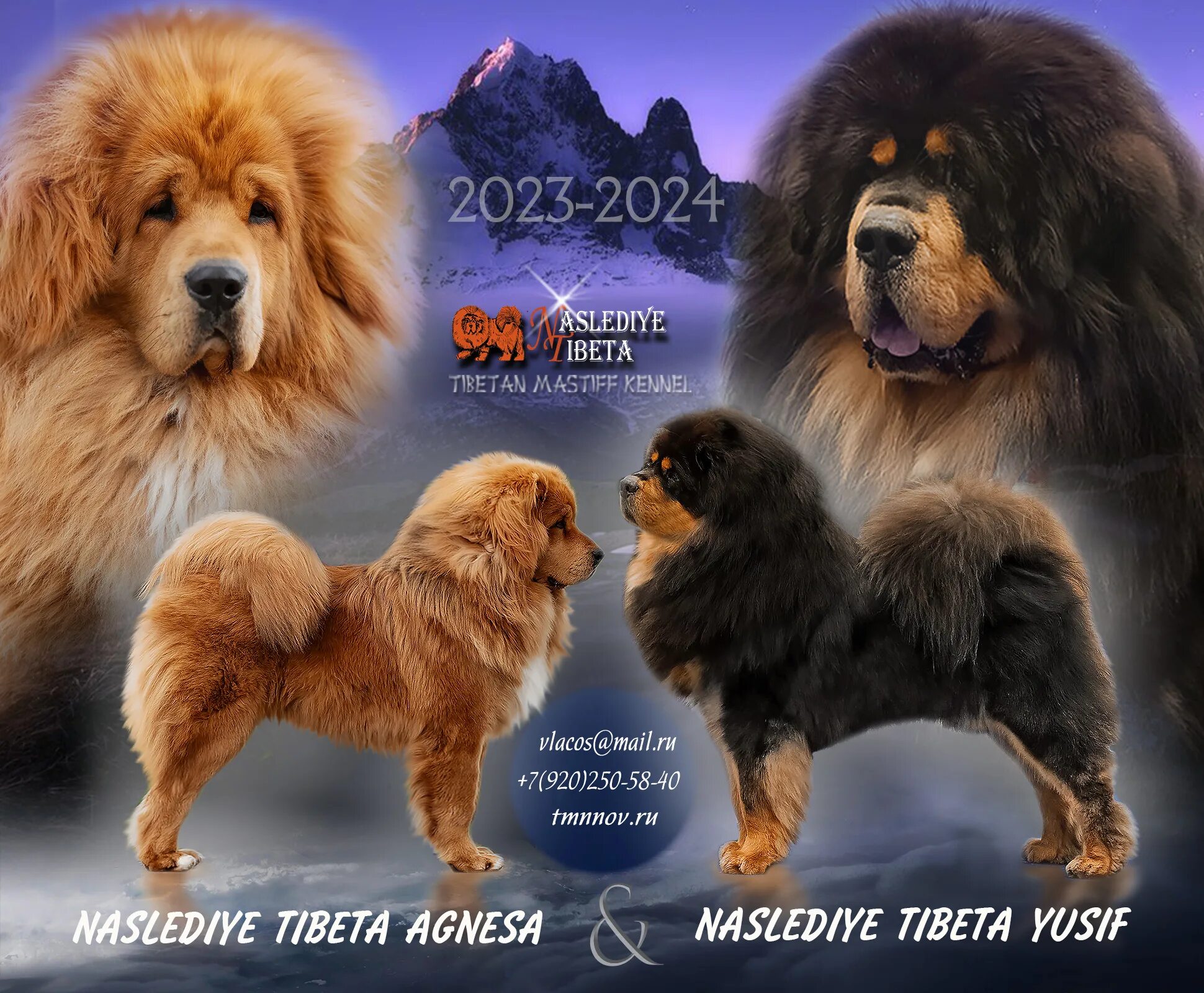 питомник тибет