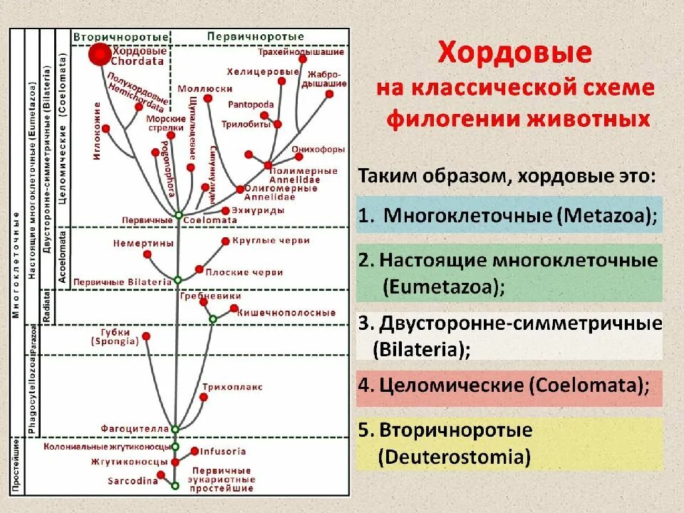 Филогенез является. Филогения животных. Первичноротые систематика. Первичноротые и вторичноротые животные. Филогенетическое Древо беспозвоночных.