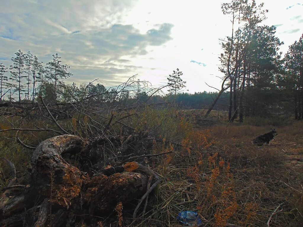 Без гибло. Гиблые места на болотах в Шатуре. Гиблое место. Болото гиблое место. Гиблые места России.