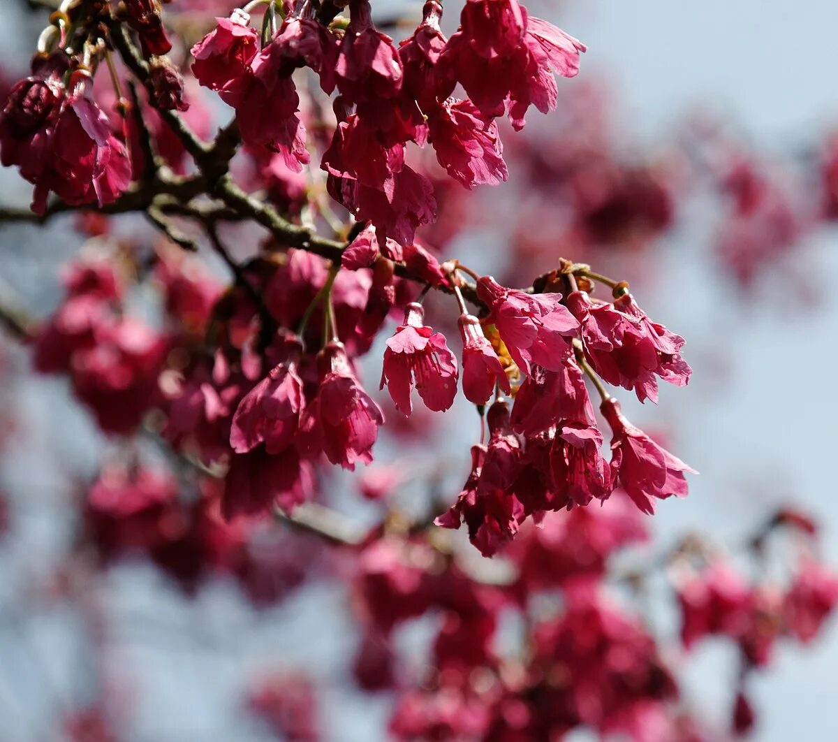 Дикая вишня дерево. Вишня колокольчатая. prunus campanulata. слива колокольчатая.