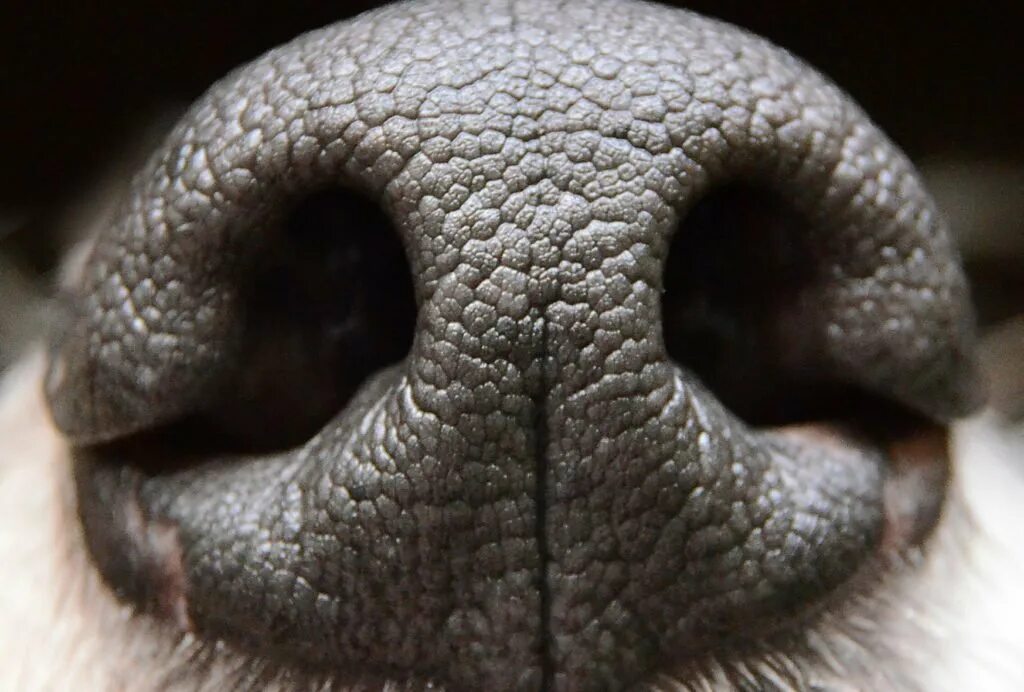 Вонять серой. Нос собаки. Собачий нос под микроскопом. Текстура носа собаки.