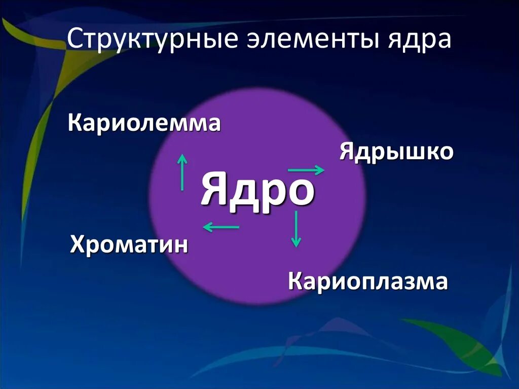 Ядро элемента. Структурные элементы ядра. Структурные компоненты ядра. Структурный компонент ядра.