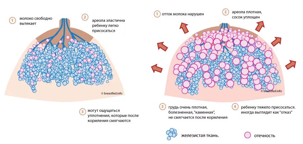 Как обновляется грудное