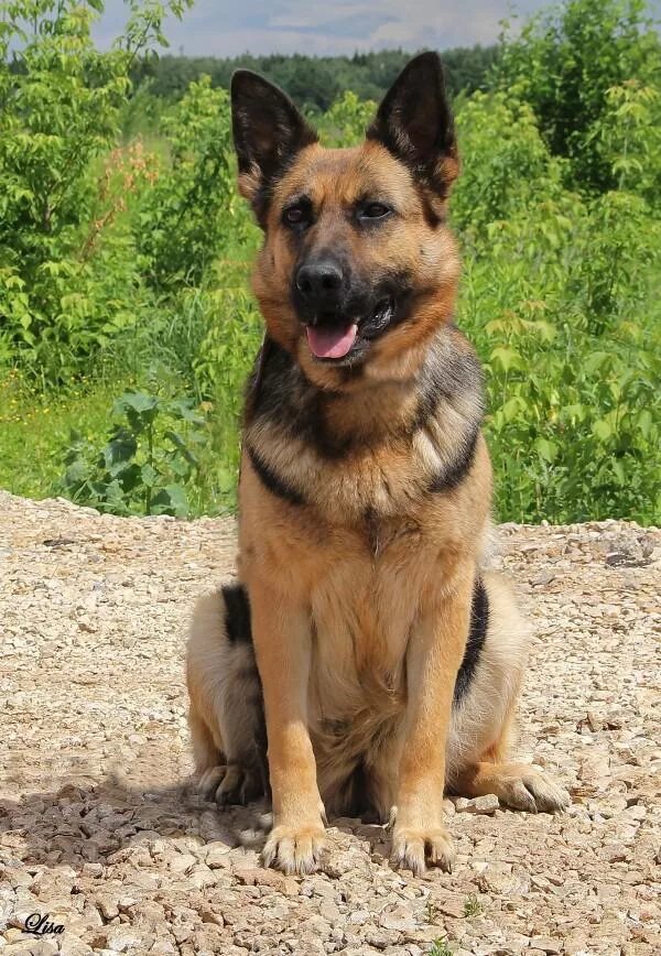 German Shepherd German shepherd dogs, Guard dog breeds, Shepherd dog