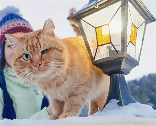 Кот оренбург телефон. Рыжий кот Оренбург.