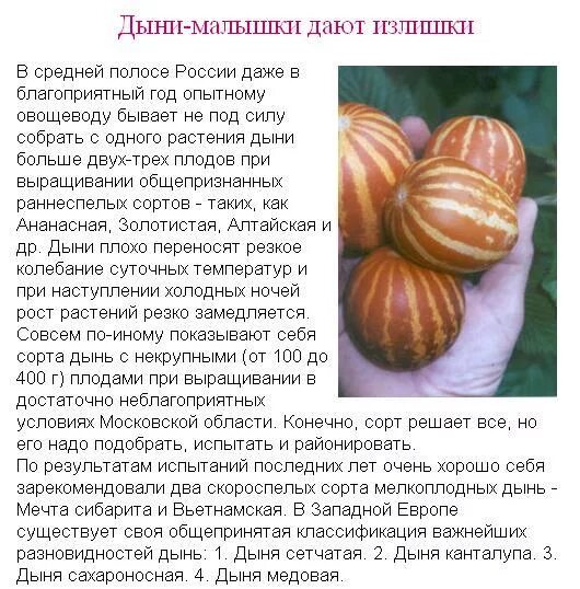 Дыня колхозница 749/753. Когда лучше есть дыню. Плодоножка арбуза. Условия произрастания семян 6 класс. Таблица температура прорастания семян разных растений.