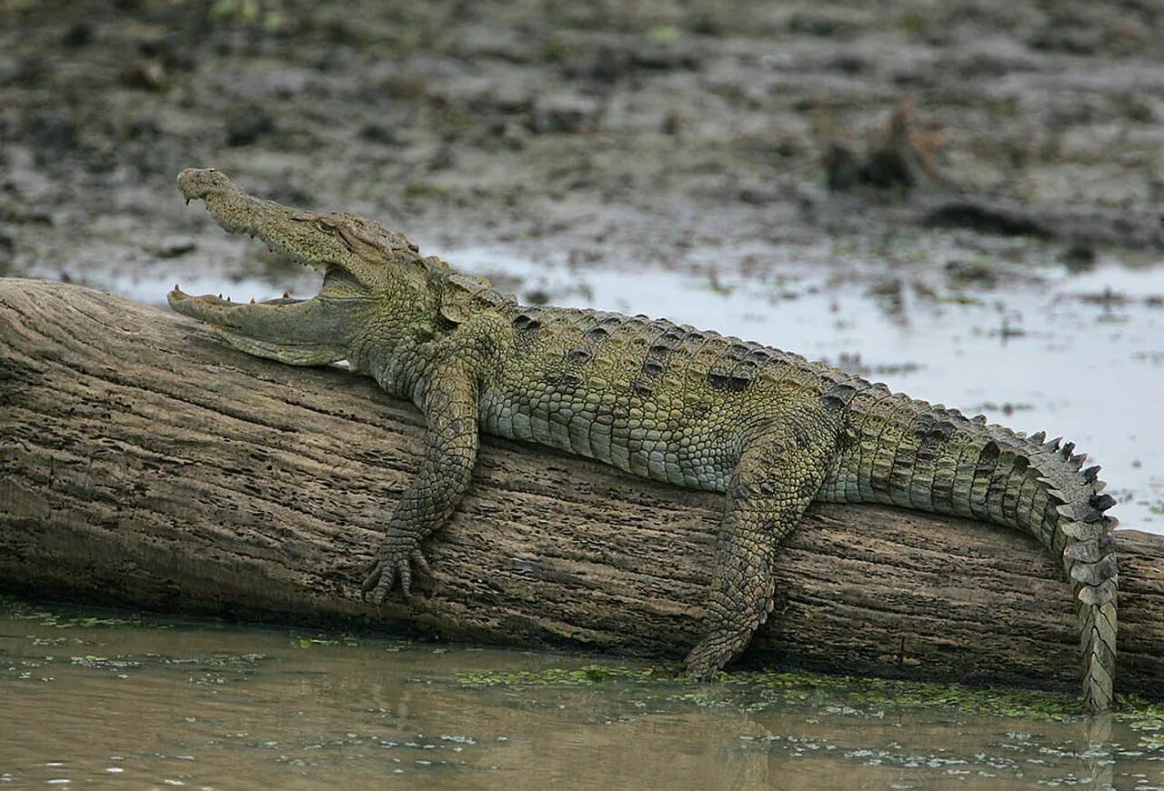 Болотный крокодил. Магер крокодил. индийский крокодил магер. болотный крокодил (crocodylus palustris). индийский (или болотный) крокодил или магер..