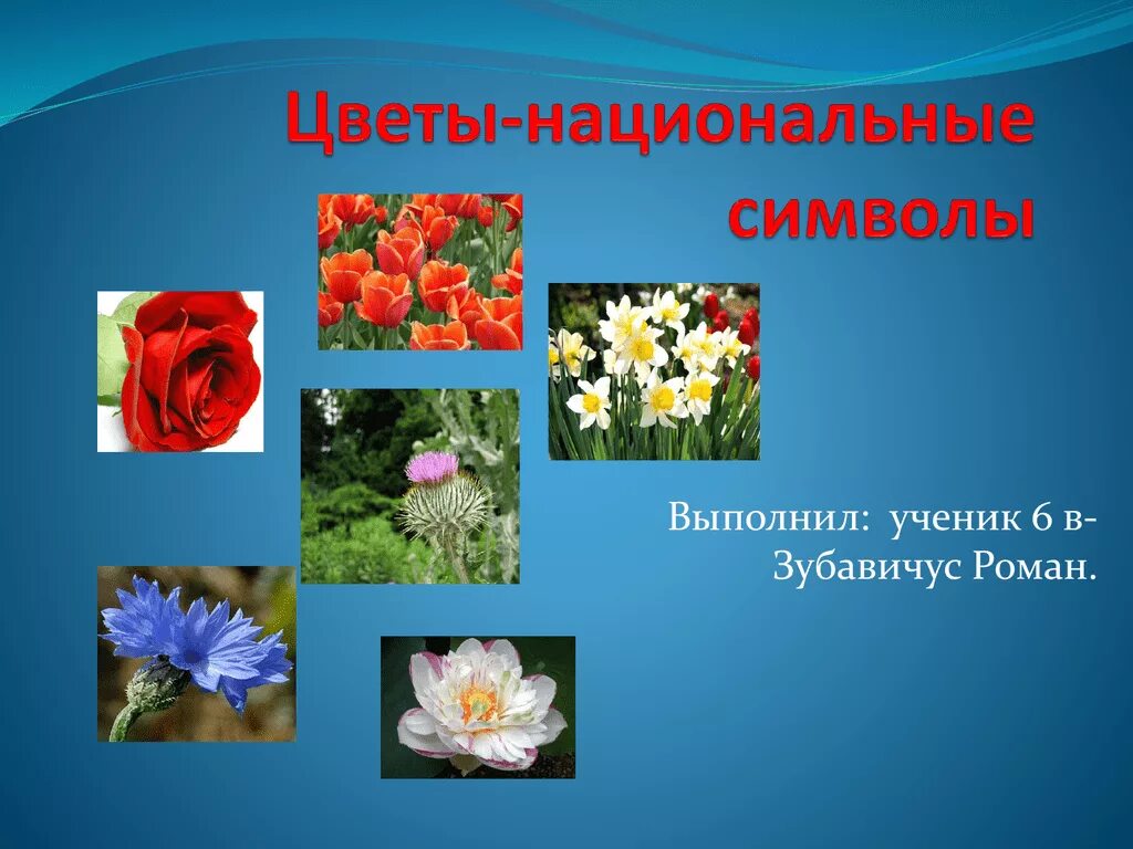 Растение символ страны. Национальный символ цветок. Цветы символы стран. Символ растения. Национальные цветы стран.