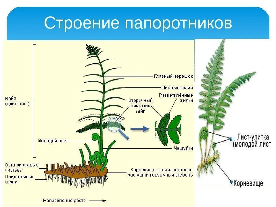 Папоротник Щитовник мужской строение. Органы папоротника щитовника мужского. Папоротник Щитовник мужской побег. Папоротник Щитовник строение.