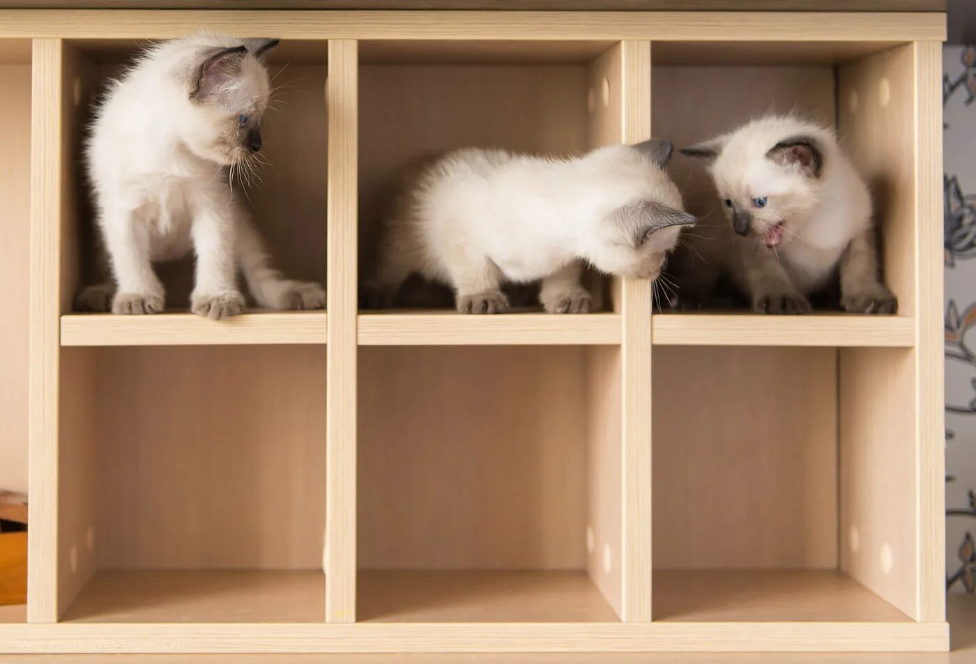 Красиво сфотатькотенка. Фотографировать котят. Кошки маленькие. Как красиво сфоткать котят. Котенок фотографирует.