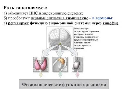 Роль гормонов гипоталамуса
