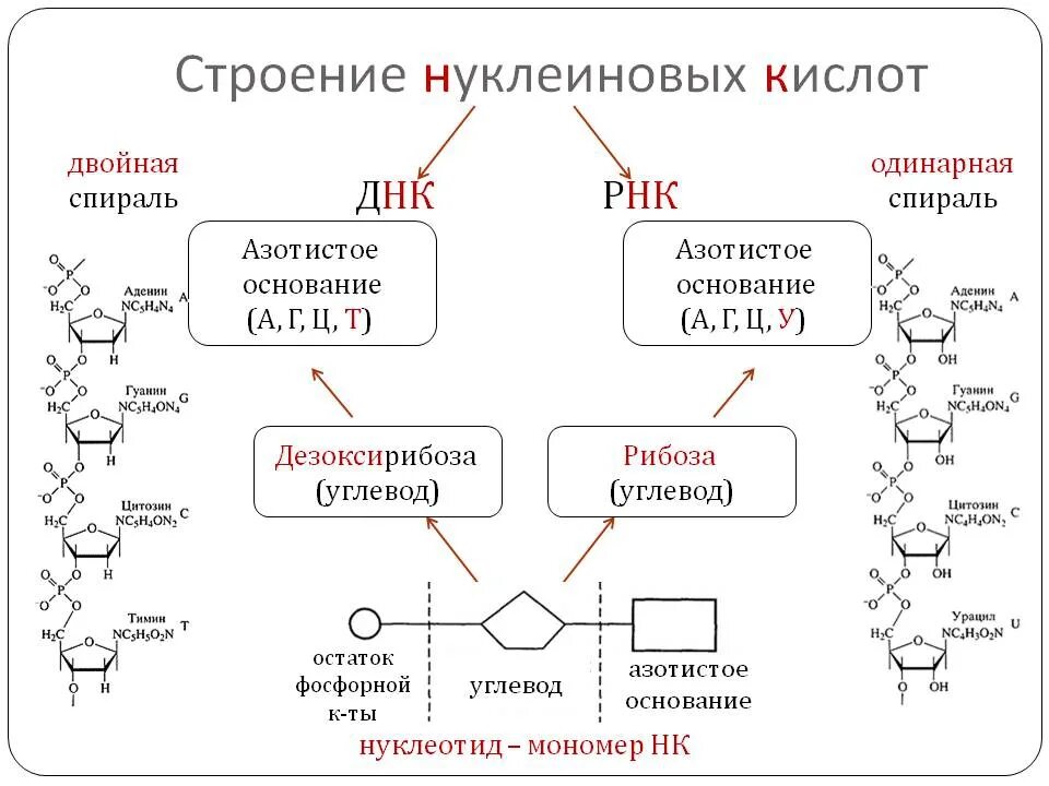 Примеры рнк. Строение и функции нуклеиновых кислот ДНК И РНК. Строение нуклеиновых кислот ДНК. Нуклеиновые кислоты строение и функции структура. Строение, свойства, биологическая роль нуклеиновых кислот..