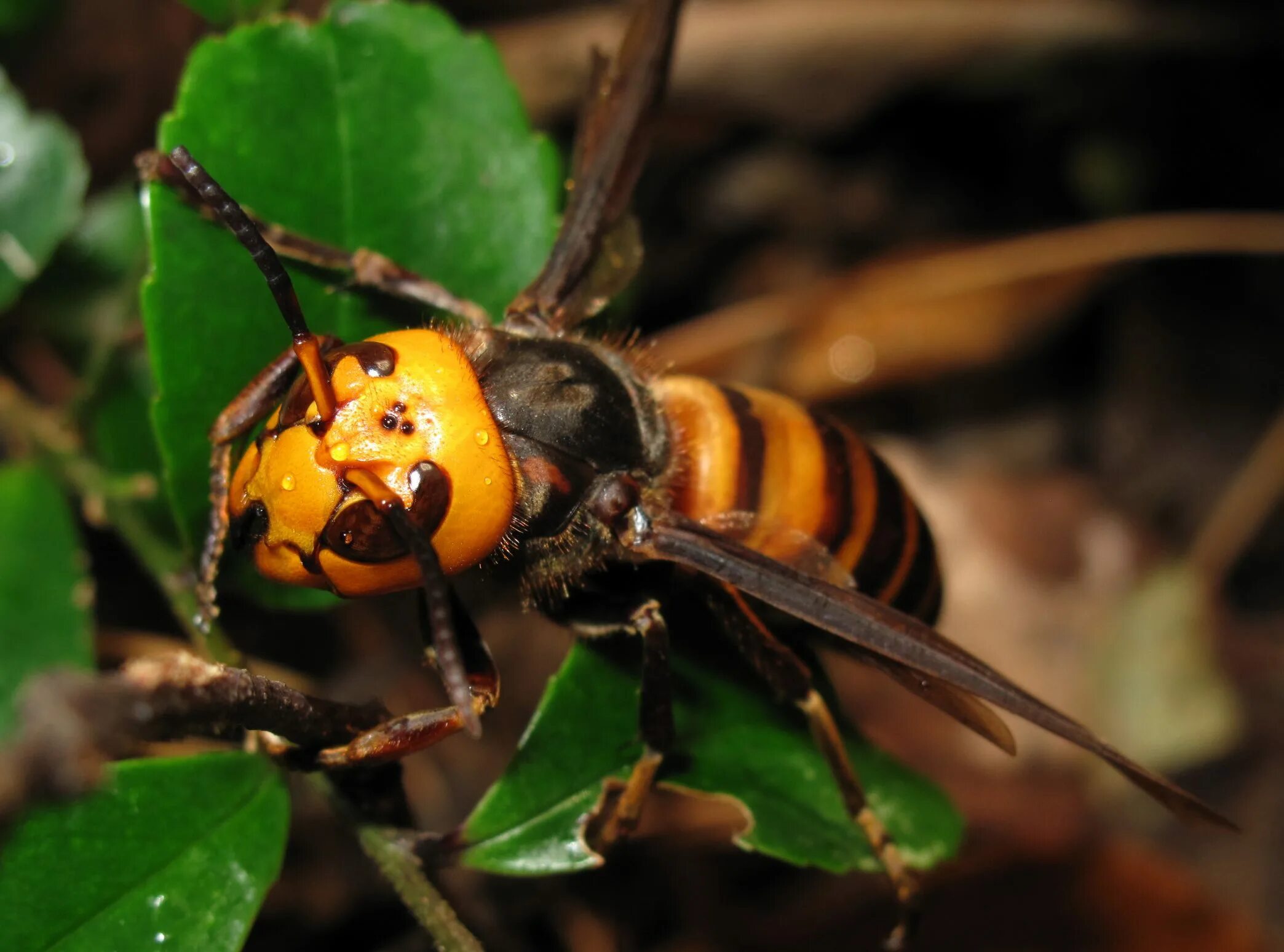 Шершень vespa velutina. Азиатские пчелы. Азиатские пчелы. Гигантский азиатский шершень. Азиатские пчелы.