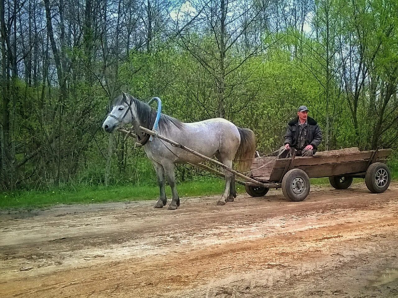 повозка с лошадью. груже ая телега. повозка в деревне. повозка запряженная волами. телега с лошадью.