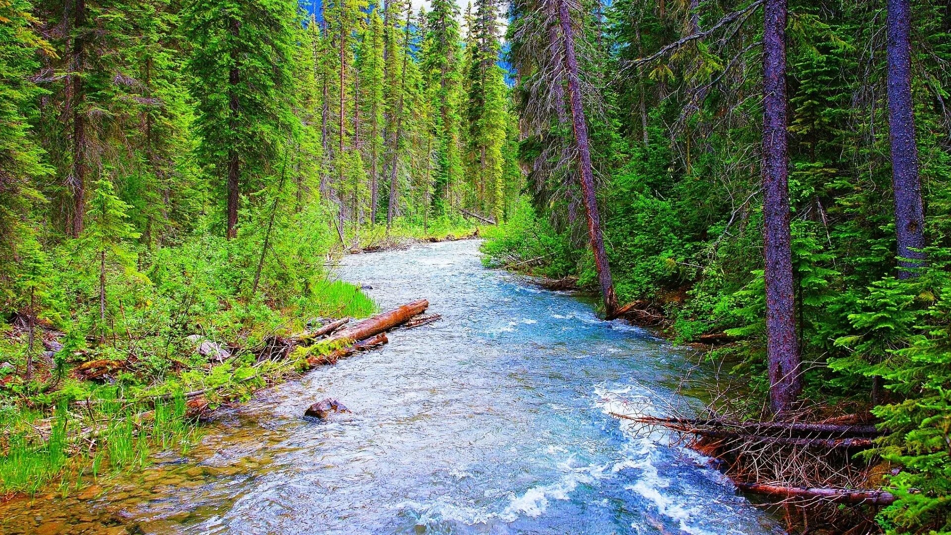 Лес речка луг. Река леса и воздух. Природа лес озеро. Река леса и воздух. Лето река.