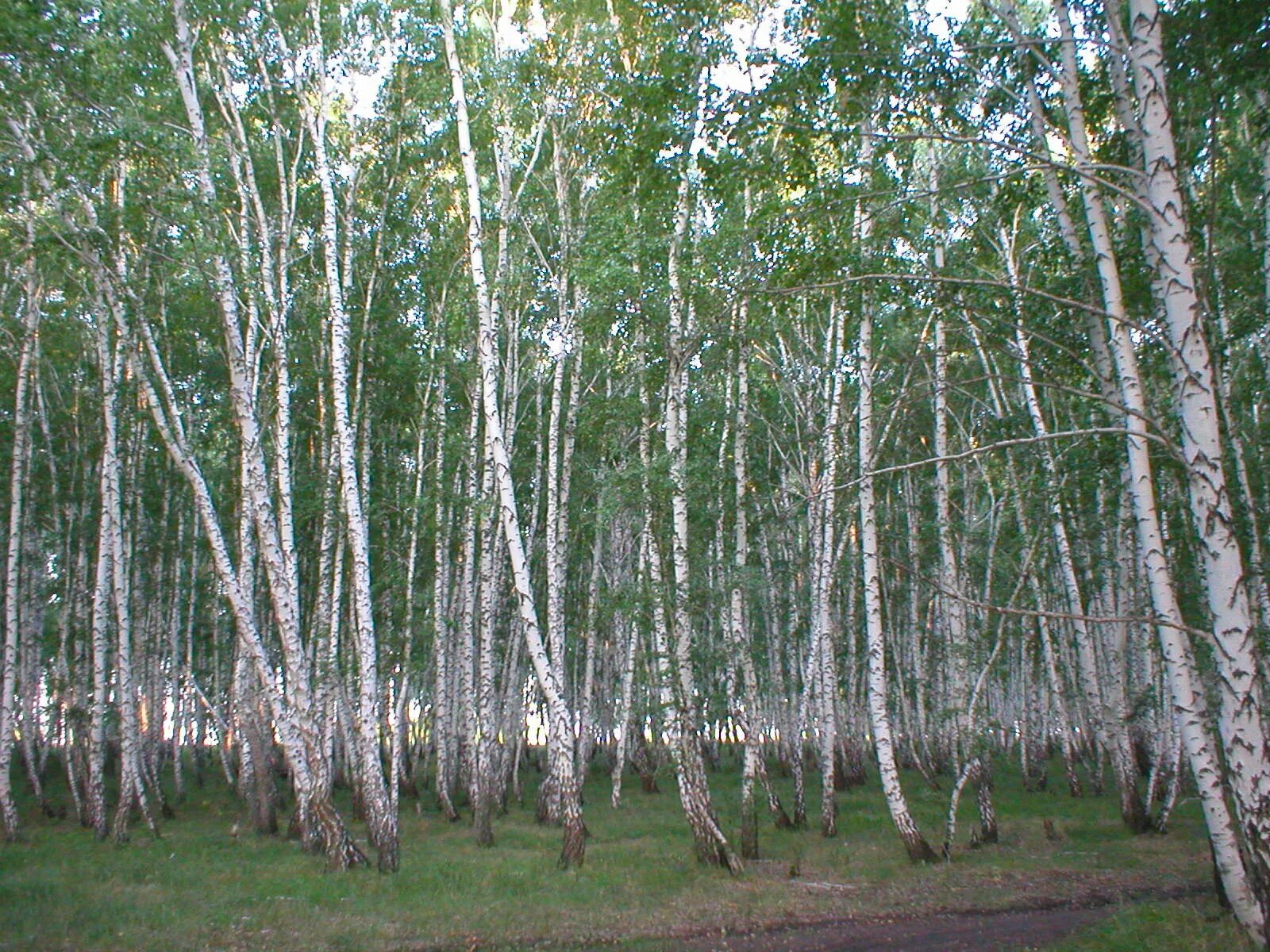 Виды деревьев береза. Коротко о березе для детей. Береза. Росли березки. Осина обыкновенная.