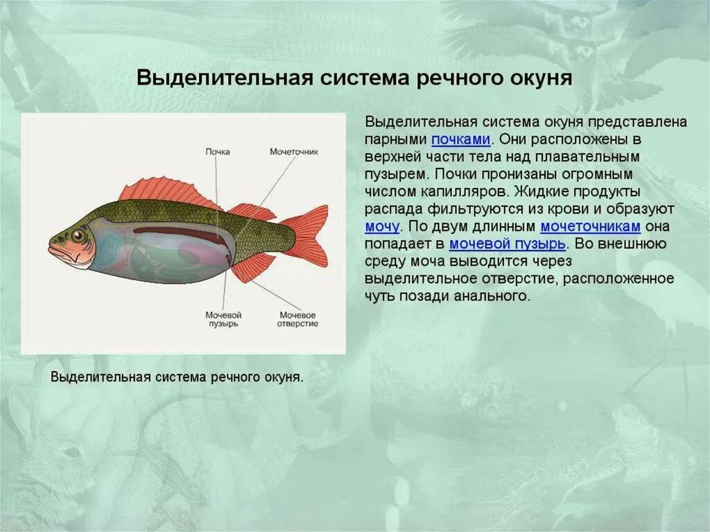 Тест по рыбам 8 класс