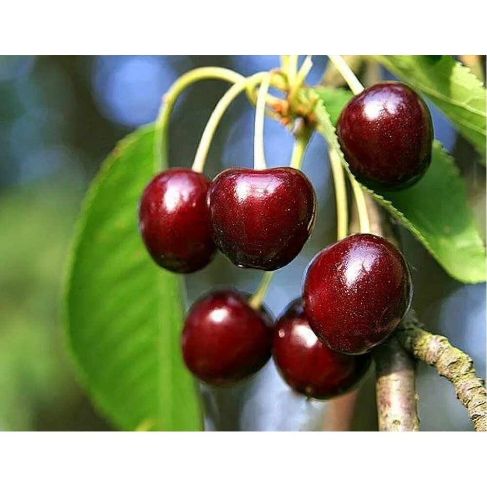 Черешня наполеон розовая. Черешня наполеон розовая. Черешня сорт наполеон черный. Черешня сорт наполеон черный. Черешня сорт наполеон черный.