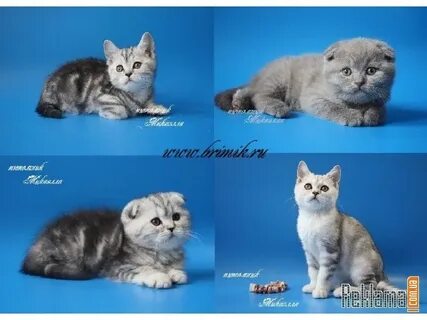 Отличие шотландского