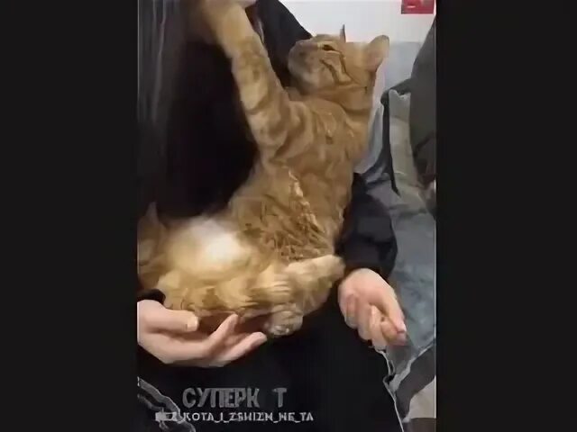 Сосаться алиса