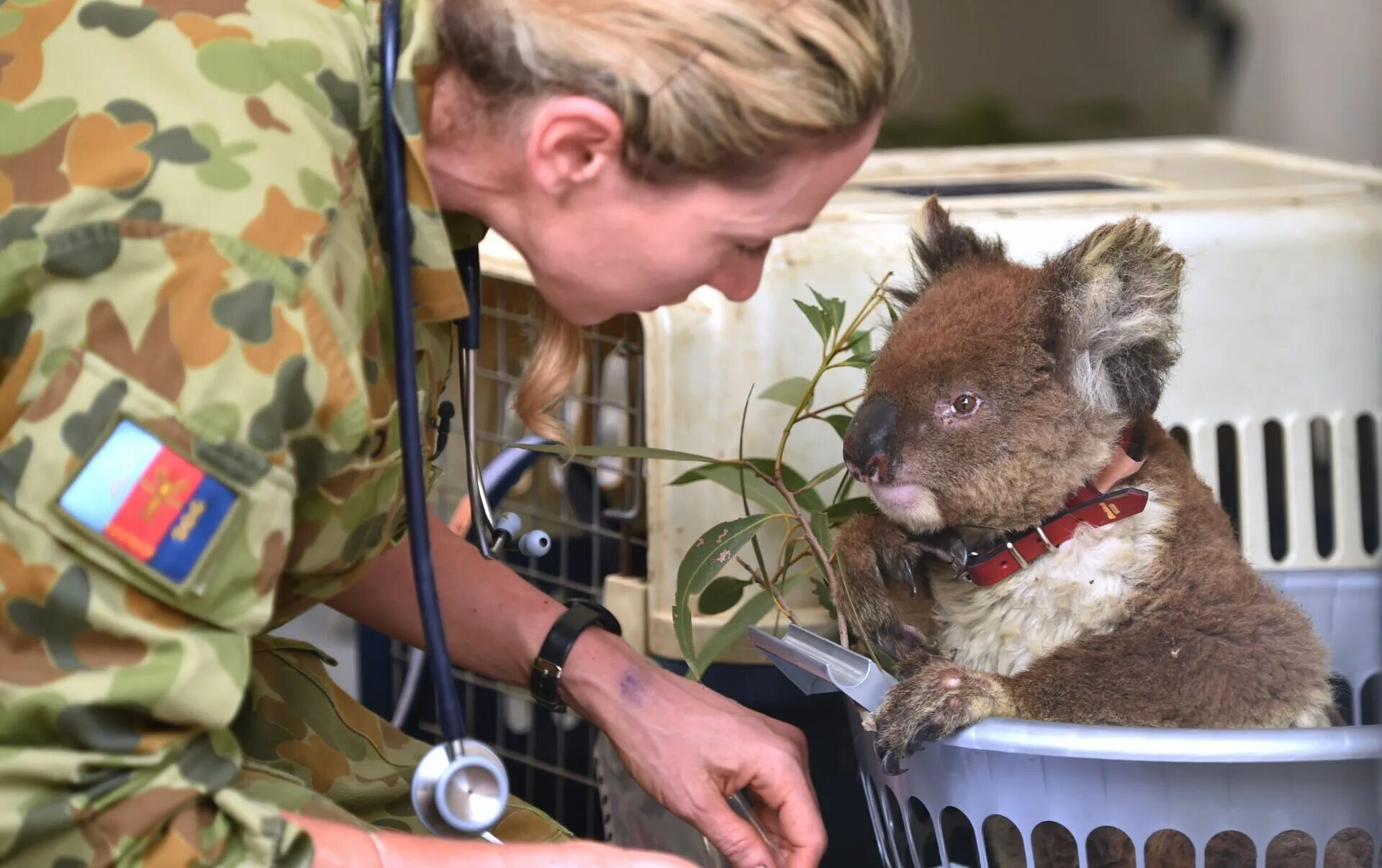 Зоопарки пожертвования. Пожар в Австралии 2020 животные. Спасение животных в Австралии. Спасение коал в Австралии.