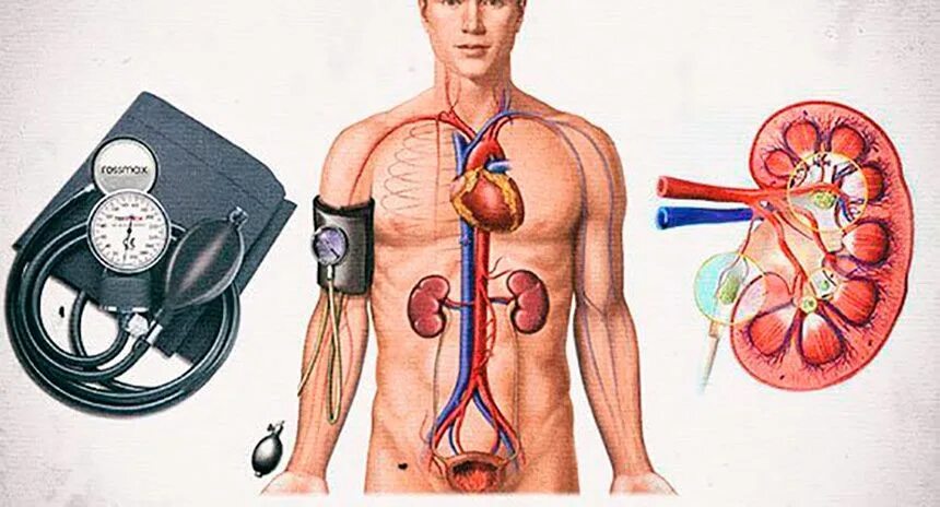 Давление при заболевании почек. Почечная артериальная гипертензия симптомы. Почечная форма гипертонической болезни. Артериальная гипертензия при почечной патологии. Пиелонефрит артериальная гипертензия.