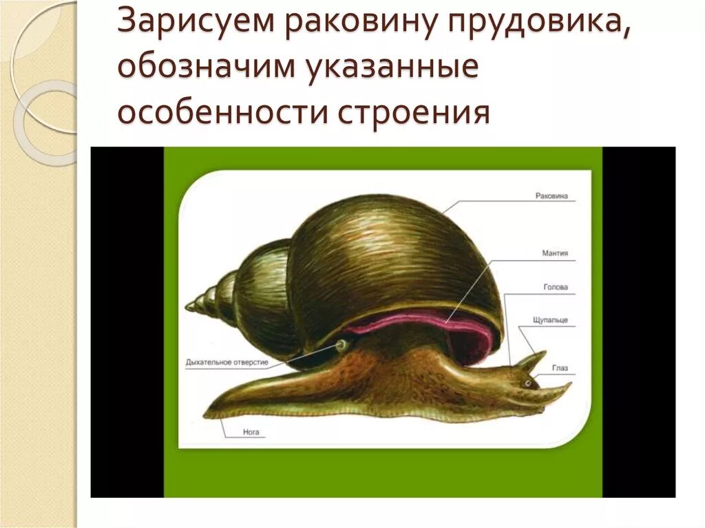 Внешнее строение класс брюхоногие. Строение прудовика обыкновенного. внешнее строение раковины большого прудовика. прудовик обыкновенный строение раковины. внешнее строение прудовика обыкновенного.