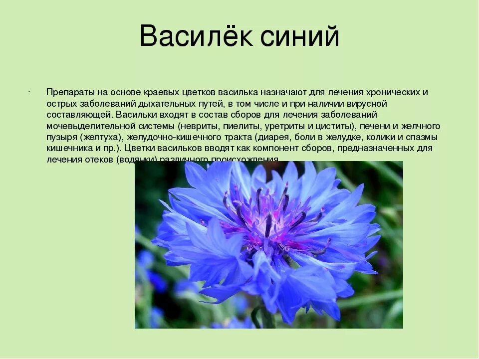 Василек синий текст. Описание цветка Василек 3 класс. Василёк Луговой описание растения цветок. Василек русский описание для детей. Василек характеристика растения.