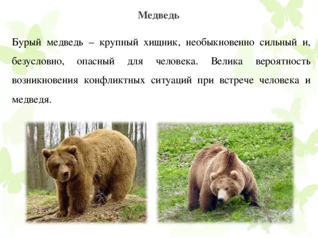Опасны ли медведи. Медведь опасен для человека. Опасное животное бурый медведь. Бурый медведь опасность для человека. Медведь опасное животное для человека.