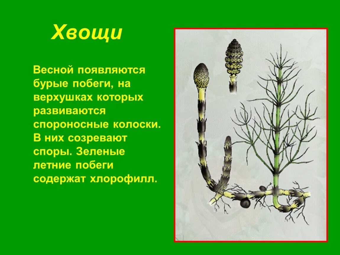 Хвощ полевой группа организмов. Спорофилл хвоща. Спороносный побег полевого хвоща весенний. Спороносный побег хвоща. Спороносный колосок хвоща полевого.