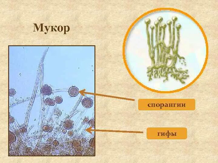 Признаки мукора. Строение клетки мукора. Плесневые грибы микориза. Плесневые грибы мукор. Мукор шляпочный.