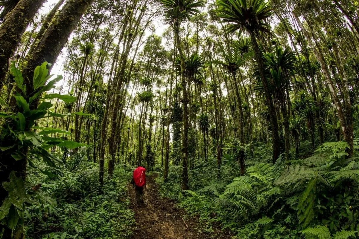 Люди живущие в экваториальном климате имеют уплощенный. Леса Суматры. Экваториальный лес Суматра. Девственные влажно-тропические леса Суматры. Джунгли Суматры.