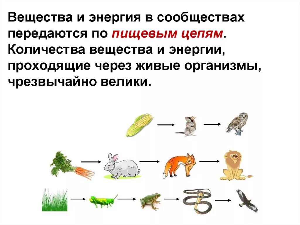 Потоки вещества и энергии в пищевых цепях. Передача по цепи питания энергии и вещества. Пищевая цепочка сообщества. Цепь питания живых организмов. Поток энергии и пищевые цепи